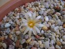 Turbinicarpus krainzianus v. lausseri