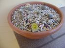 Grup de 6 Turbinicarpus
