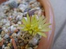 Turbinicarpus krainzianus v. minimus
