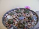 Grup de 7 Turbinicarpus