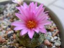 Turbinicarpus viereckii