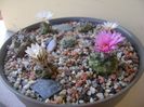Grup de 7 Turbinicarpus
