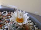 Turbinicarpus macrochele v. kupcakii