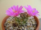 Mammillaria schumannii v. globosa