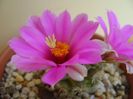 Mammillaria schumannii v. globosa
