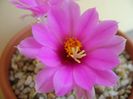 Mammillaria schumannii v. globosa