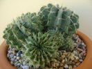 Notocactus (Parodia) buiningii