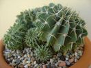 Notocactus (Parodia) buiningii
