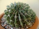Notocactus (Parodia) buiningii