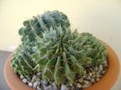Notocactus (Parodia) buiningii