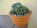 Notocactus (Parodia) buiningii