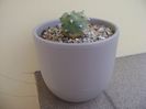 Lophophora williamsii v. jourdaniana