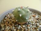 Lophophora williamsii v. jourdaniana