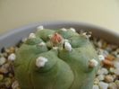 Lophophora williamsii v. jourdaniana