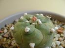 Lophophora williamsii v. jourdaniana