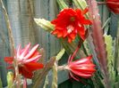 Epiphyllum red blooms\