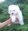 Bichon Maltese