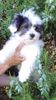 Bichon Havanese