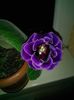 received_1304229082988629