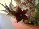 Orbea decaisneana hb.