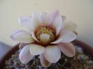 Gymnocalycium ochoterenae v. cinereum