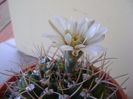 Gymnocalycium intermedium