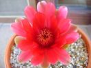 Gymnocalycium baldianum