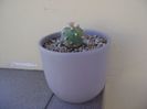 Lophophora williamsii v. jourdaniana