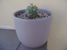 Lophophora williamsii v. jourdaniana