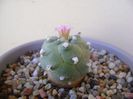 Lophophora williamsii v. jourdaniana