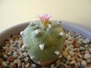 Lophophora williamsii v. jourdaniana