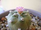 Lophophora williamsii v. jourdaniana
