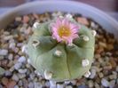 Lophophora williamsii v. jourdaniana