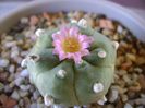 Lophophora williamsii v. jourdaniana