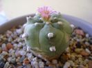 Lophophora williamsii v. jourdaniana