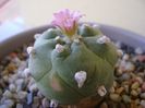 Lophophora williamsii v. jourdaniana