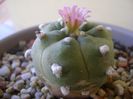 Lophophora williamsii v. jourdaniana