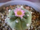 Lophophora williamsii v. jourdaniana