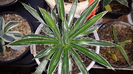 Agave Schidigera Banded