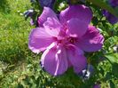 hibiscus Duc de Brabant