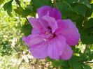 hibiscus Duc de Brabant