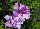 hibiscus Ardens