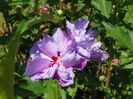 hibiscus Ardens