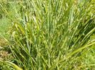 miscanthus Zebrinus