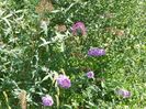 buddleja Empire Blue