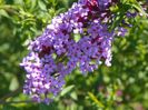 buddleja Empire Blue