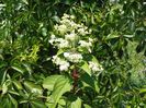 hydrangea pan. Wims Red