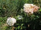 hydrangea pan. Vanille Fraise