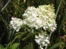 hydrangea pan. Vanille Fraise