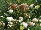 hydrangea pan. Sundae Fraise